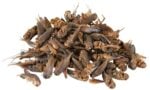 Trixie Crickets, dried täiendsööt roomajatele ja väikestele imetajatele, 250 ml/25 g - Pilt 2